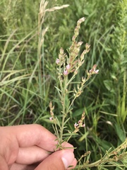 Lespedeza leptostachya