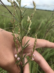 Lespedeza leptostachya
