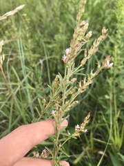 Lespedeza leptostachya