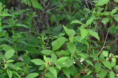 Cornus foemina