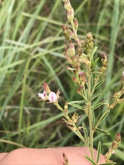 Lespedeza leptostachya