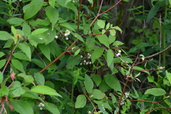 Cornus foemina
