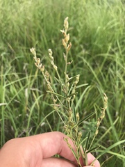 Lespedeza leptostachya