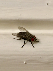 Diptera