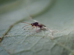 Synergini
