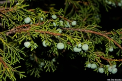 Juniperus durangensis