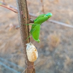 Photiomantis planicephala