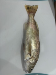 Genyonemus lineatus