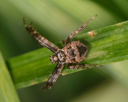 Heptagonal Orbweaver