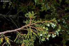 Juniperus durangensis