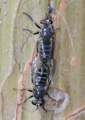 Atomosia melanopogon