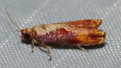 Episimus tyrius