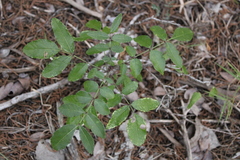Zanthoxylum hirsutum