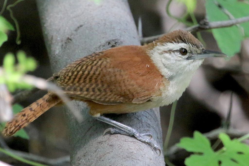 Superciliated Wren (Cantorchilus superciliaris) photo