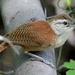Superciliated Wren - Photo (c) abcdefgewing, some rights reserved (CC BY-NC), uploaded by abcdefgewing