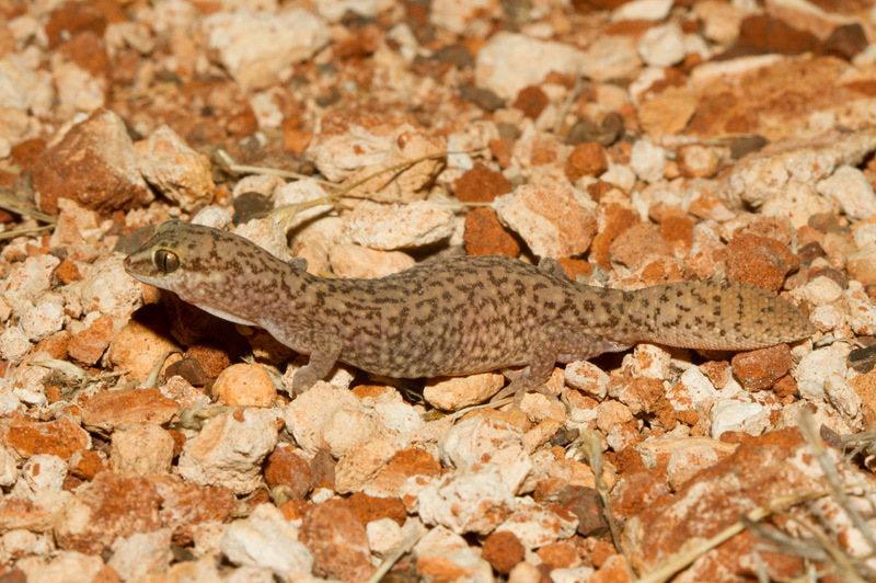 Box Stone Gecko Australian Ground and Stone Geckos from Glendambo SA 5719, Australia on ...