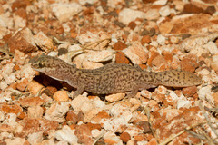 Diplodactylus