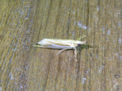 Crambus bidens
