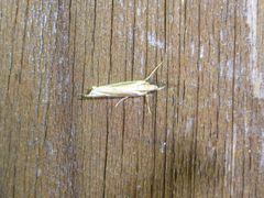 Crambus bidens