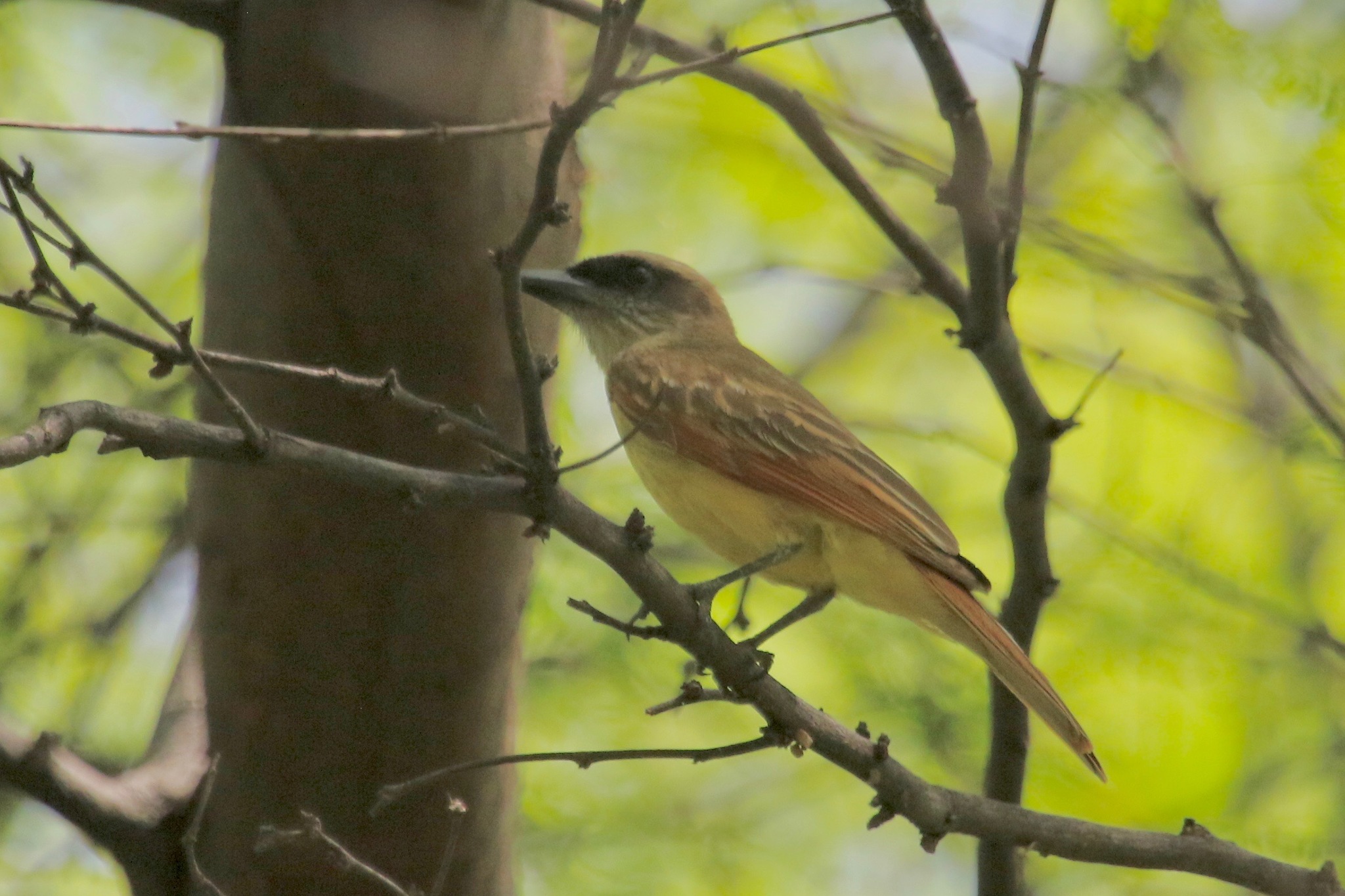 Myiodynastes bairdii image