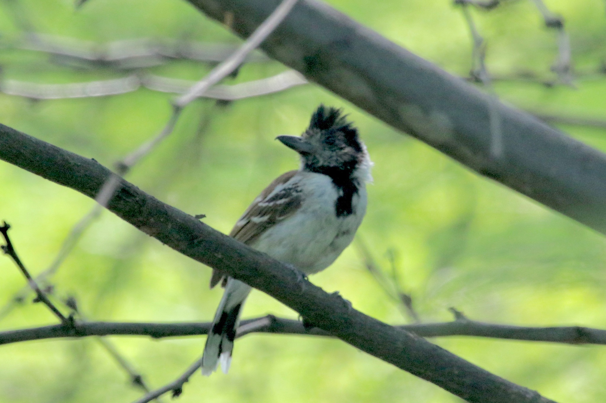 Thamnophilus bernardi image