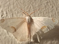 Sericoptera area