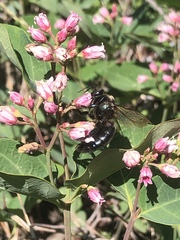 Xylocopa californica californica