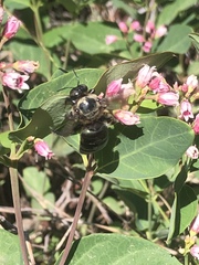 Xylocopa californica californica