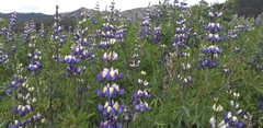 Lupinus mutabilis