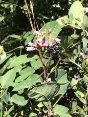 Xylocopa californica californica