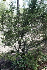 Juniperus durangensis