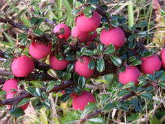Cotoneaster integrifolius