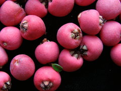 Cotoneaster integrifolius