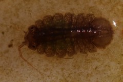 Jaera albifrons