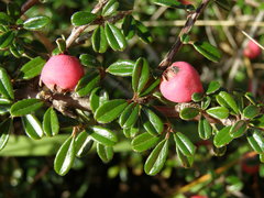 Cotoneaster integrifolius