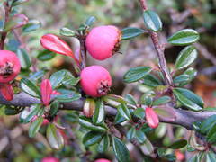 Cotoneaster integrifolius