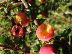 Cotoneaster integrifolius