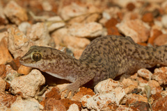 Diplodactylus