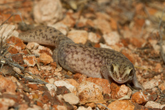 Diplodactylus