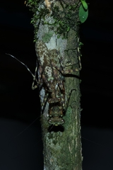 Fuga