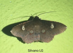 Oxidercia thaumantis