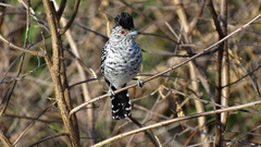 Thamnophilus doliatus capistratus