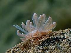Phyllodesmium crypticum