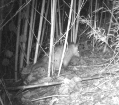 Didelphis marsupialis