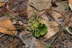 Malaxis novogaliciana