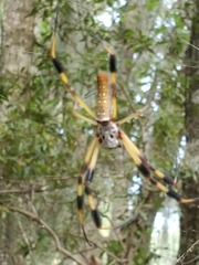 Trichonephila clavipes image