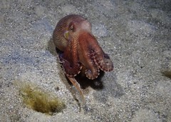 Amphioctopus