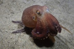 Amphioctopus