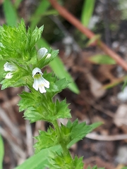 Euphrasia hirtella