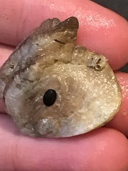 Pododesmus macrochisma